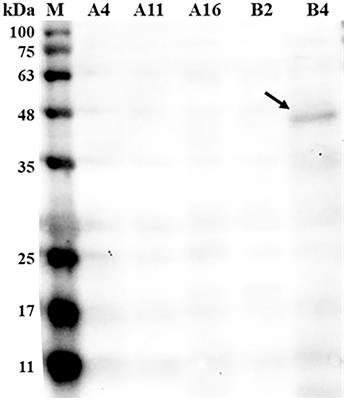 Isolation and characterization of a novel hydrolase-producing probiotic Bacillus licheniformis and its application in the fermentation of soybean meal